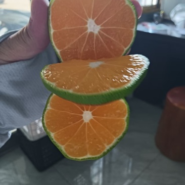 云南精品特早蜜橘大量上市品质保证量大从优一手货源
