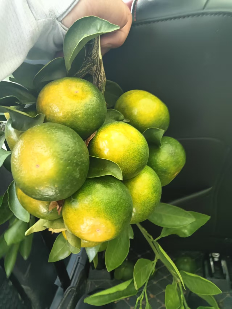 云南精品特早蜜橘大量上市品质保证量大从优一手货源