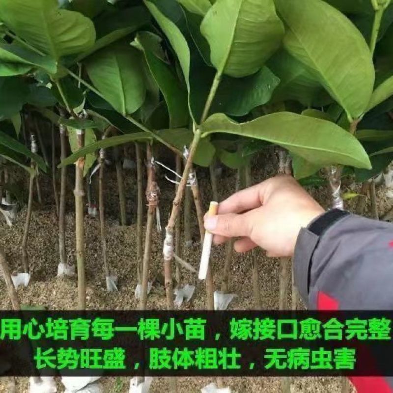 连雾果树苗嫁接苗黑金刚，大叶红，黑糖芭比四季可种