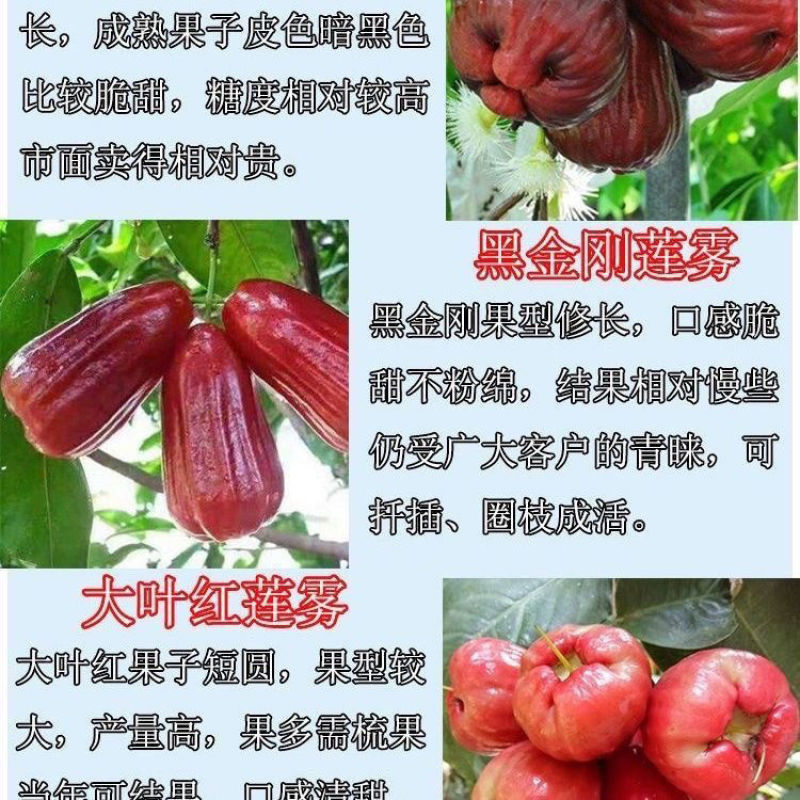 连雾果树苗嫁接苗黑金刚，大叶红，黑糖芭比四季可种