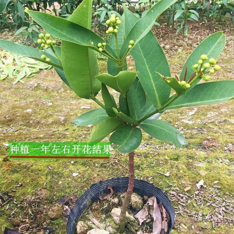 连雾果树苗嫁接苗黑金刚，大叶红，黑糖芭比四季可种