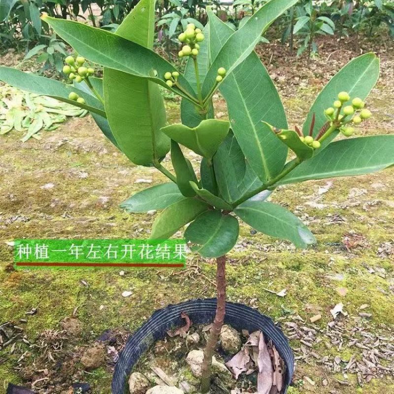 连雾果树苗嫁接苗黑金刚，大叶红，黑糖芭比四季可种
