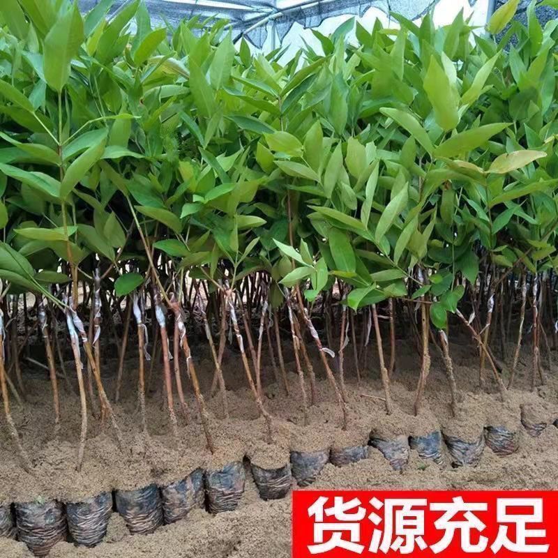 连雾果树苗嫁接苗黑金刚，大叶红，黑糖芭比四季可种