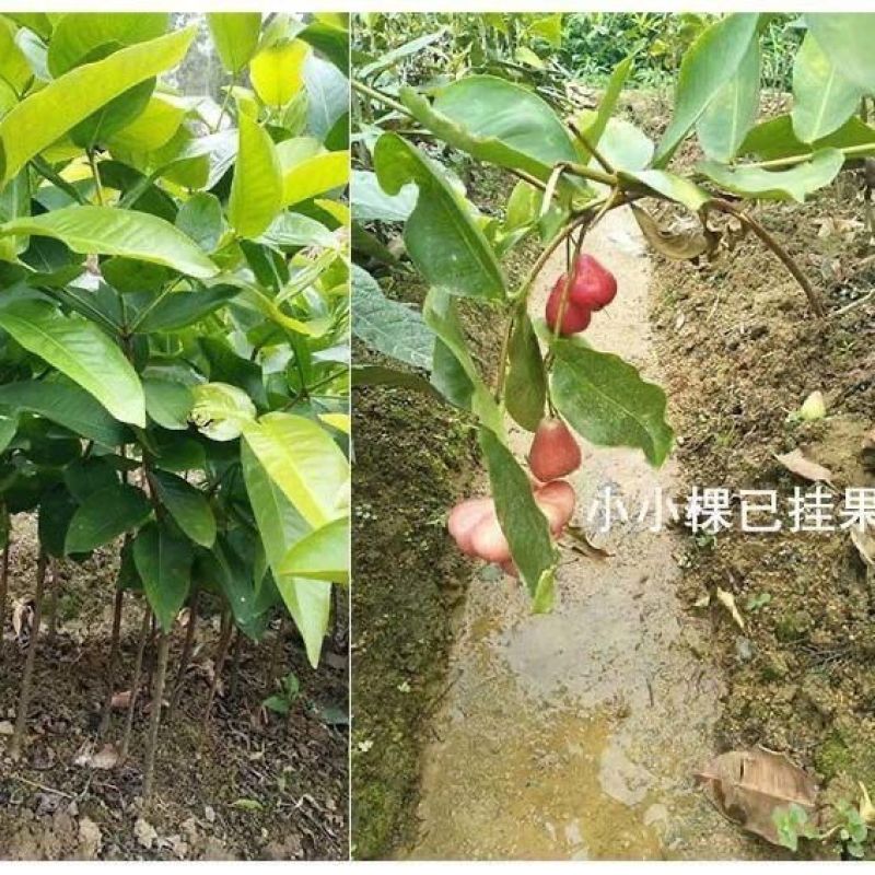 连雾果树苗嫁接苗黑金刚，大叶红，黑糖芭比四季可种