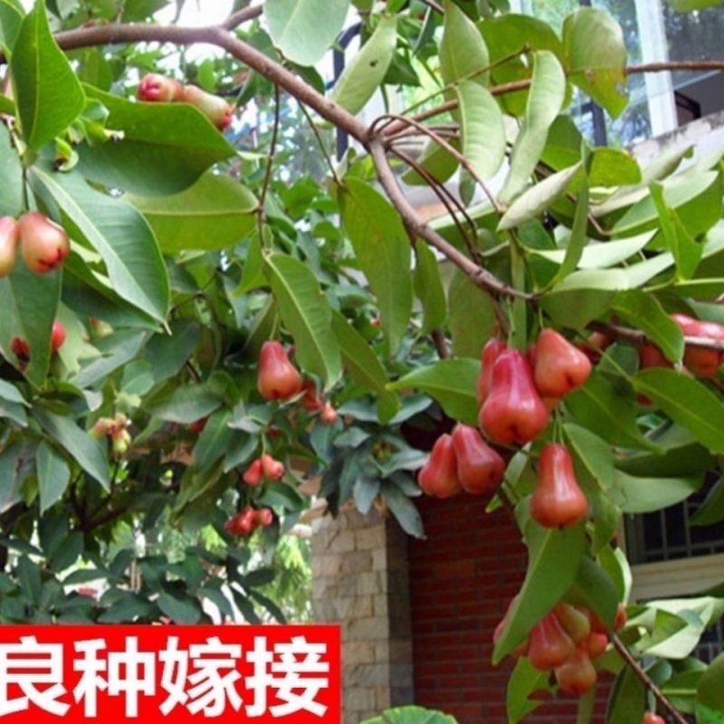 连雾果树苗嫁接苗黑金刚，大叶红，黑糖芭比四季可种
