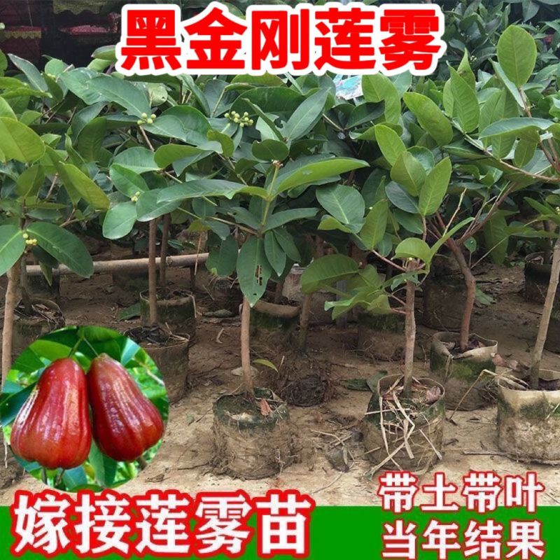 连雾果树苗嫁接苗黑金刚，大叶红，黑糖芭比四季可种