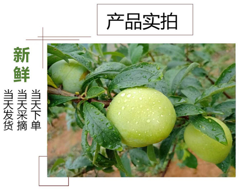 湖南郴州汝城文明翡翠奈李新鲜水果脆甜多汁李子商超电商代