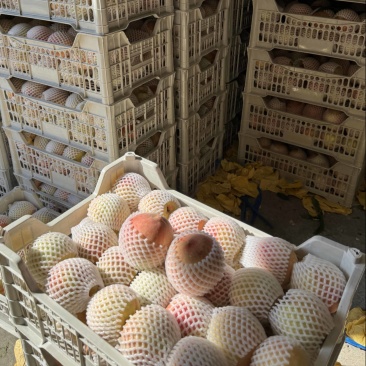 奉化水蜜桃有需要的吗2.5一斤3-4两接超市批发最后几天