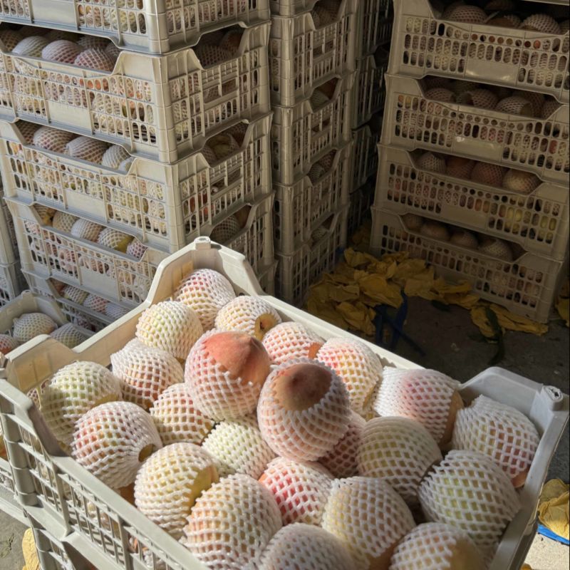 奉化水蜜桃有需要的吗2.5一斤3-4两接超市批发最后几天
