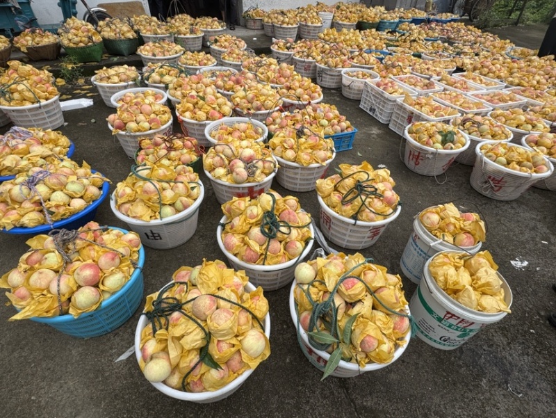奉化水蜜桃有需要的吗2.5一斤3-4两接超市批发最后几天