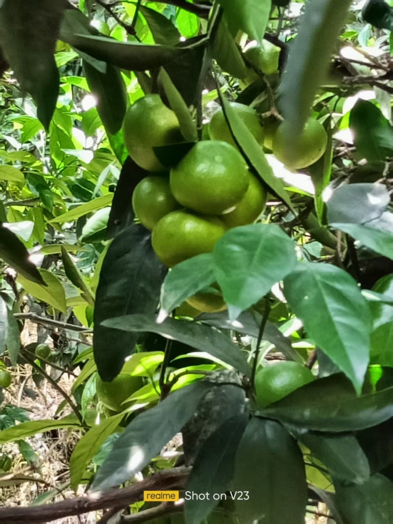 产地大量供应特早蜜橘