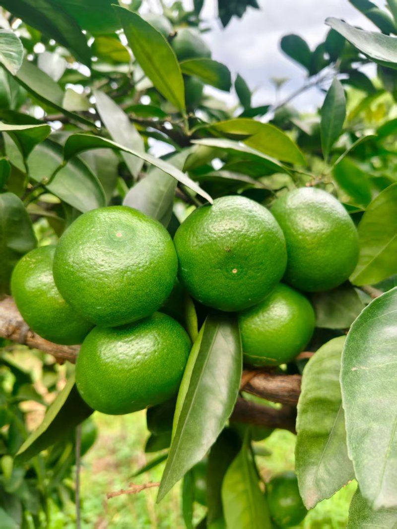 产地大量供应特早蜜橘