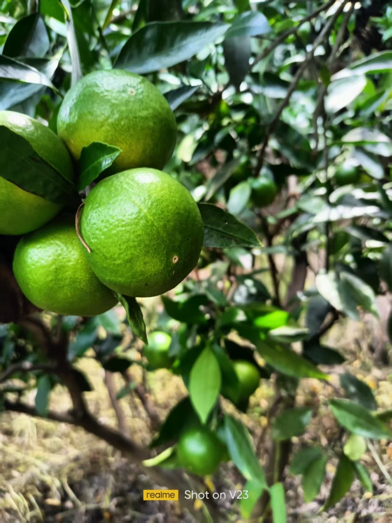 产地大量供应特早蜜橘