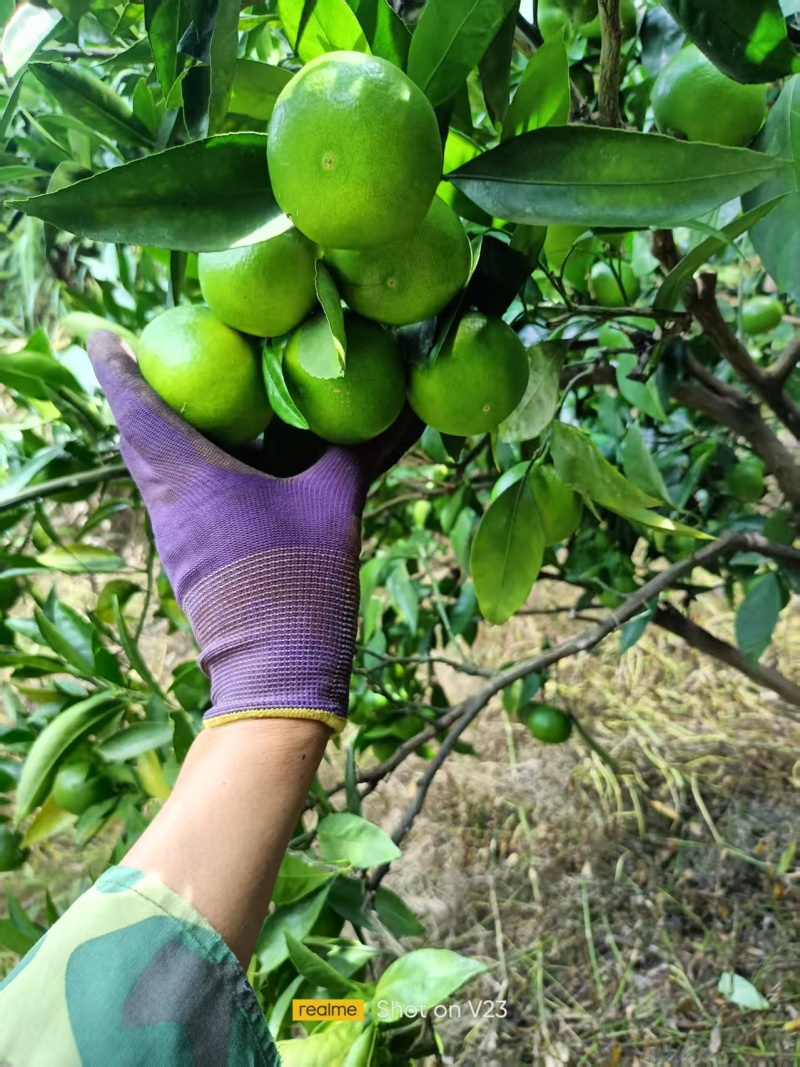 产地大量供应特早蜜橘