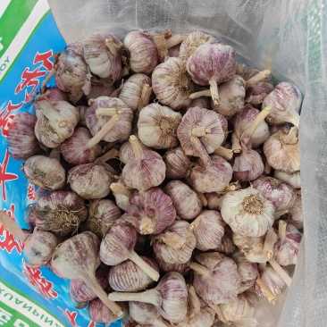 中牟县大蒜种子，早熟蒜种，蒜苗种子，质量保证，放心购买。