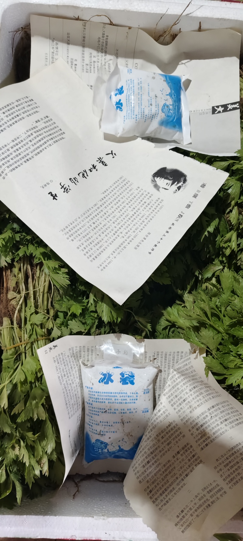法国皇后芹菜苗，首地地头茬苗，颗颗苗壮。