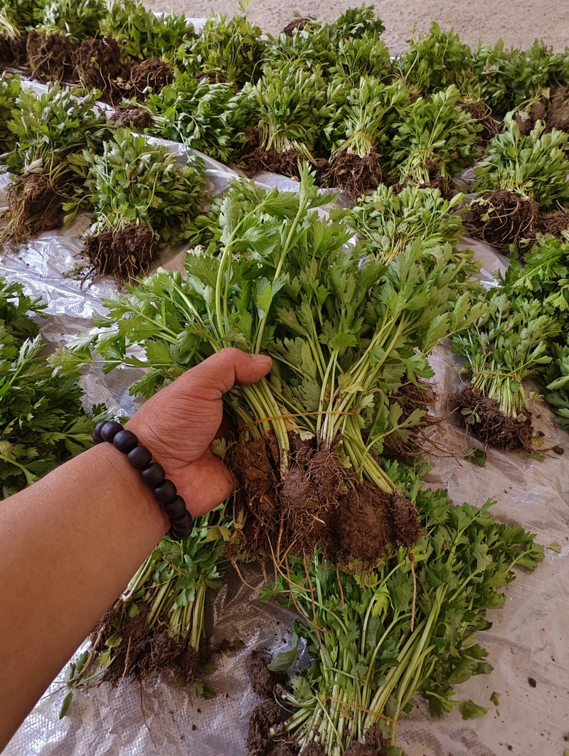 法国皇后芹菜苗，首地地头茬苗，颗颗苗壮。