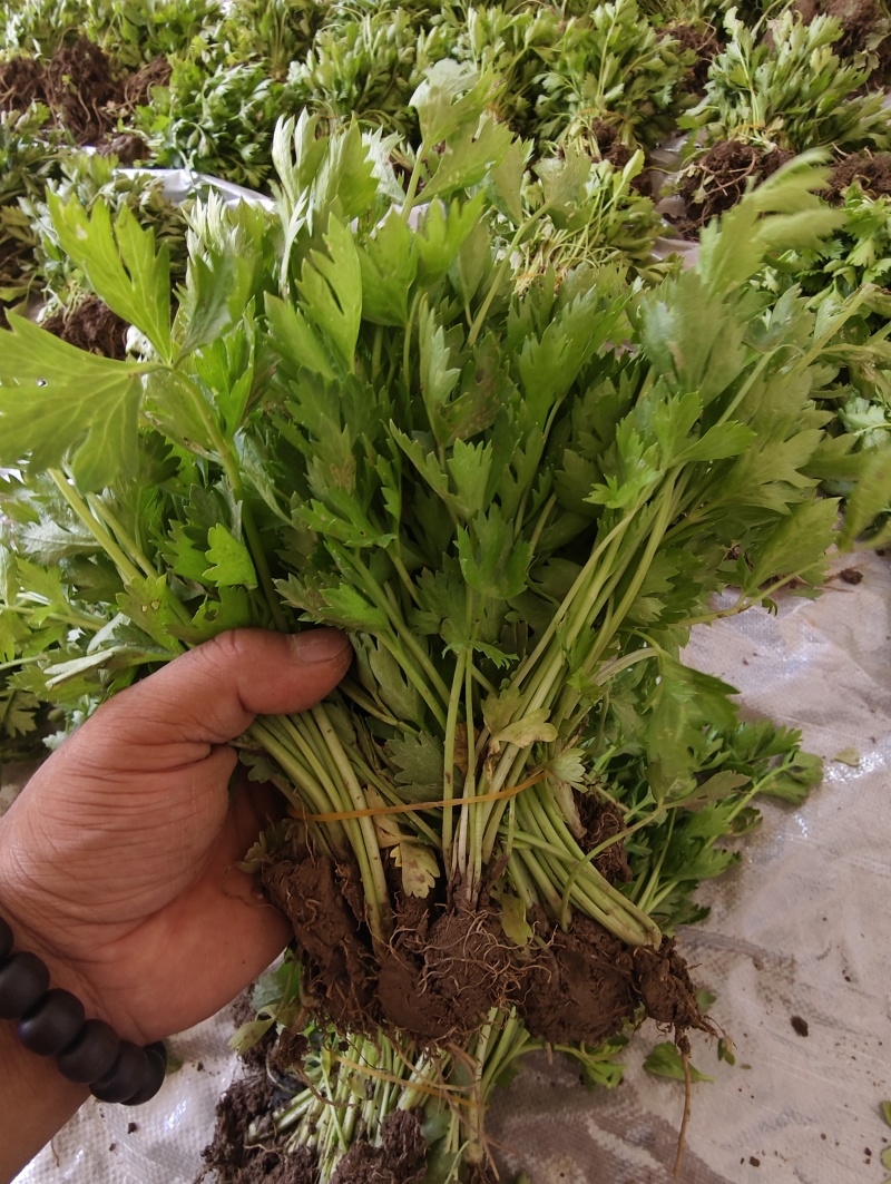 法国皇后芹菜苗，首地地头茬苗，颗颗苗壮。