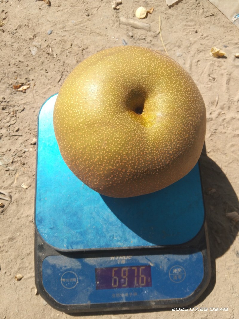 圆黄梨自家种植百亩沙地精品圆黄梨光果，机不再失，失不再来