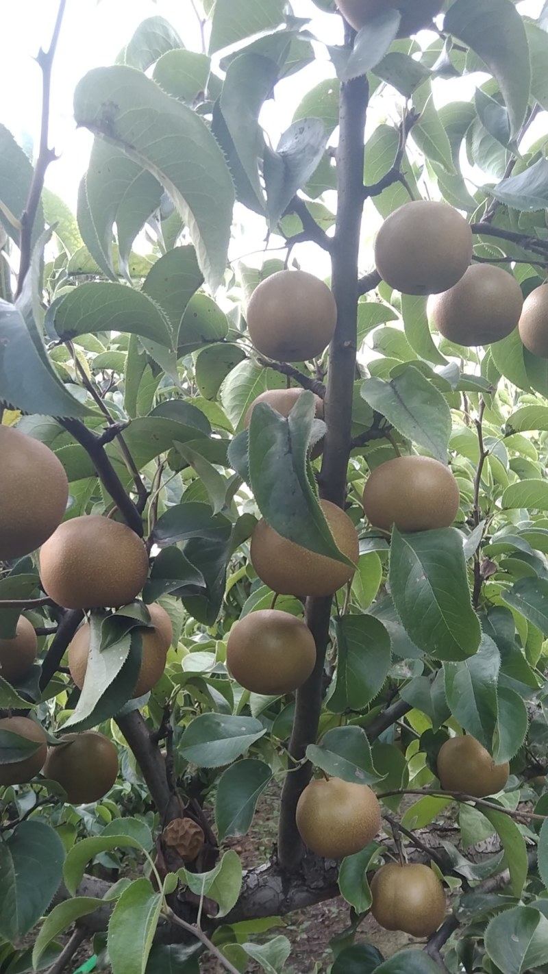 圆黄梨自家种植百亩沙地精品圆黄梨光果，机不再失，失不再来