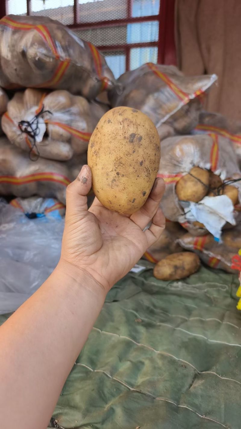 黄皮黄心土豆山东聊城全国发货可视频看货山东万亩果蔬