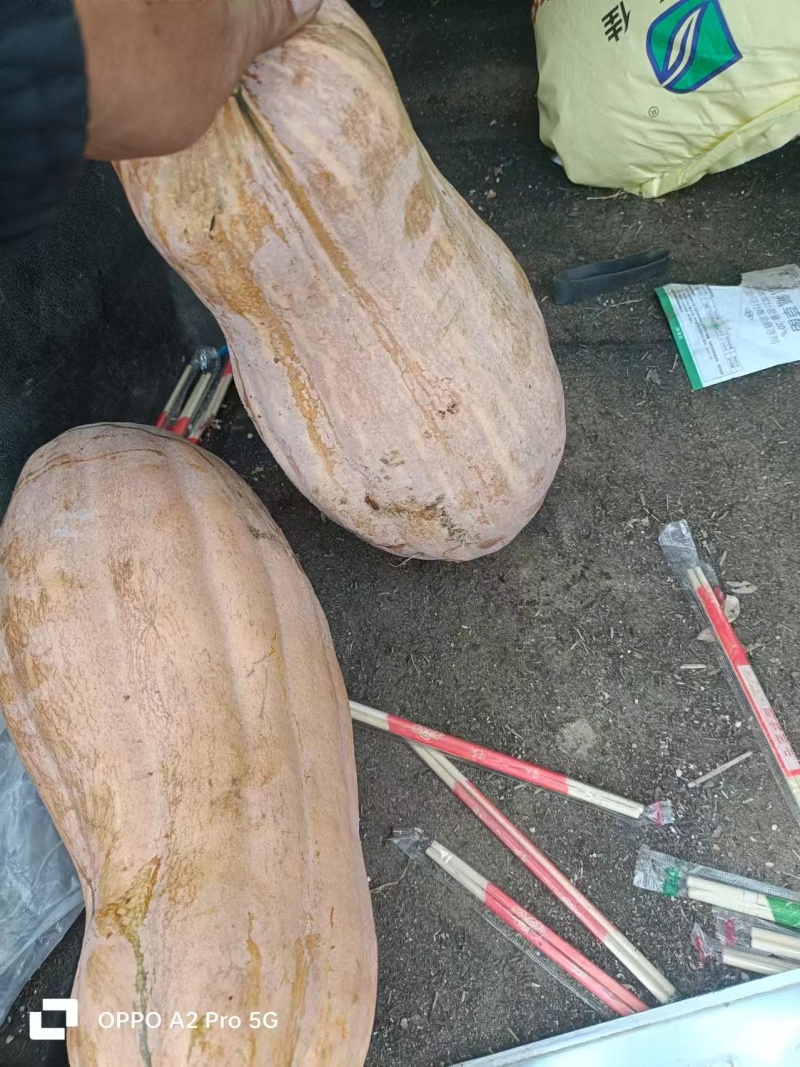 推荐湖北天门老南瓜金韩密本南瓜货源充足量大从优联系
