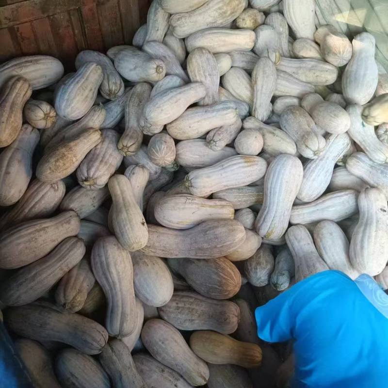 推荐湖北天门老南瓜金韩密本南瓜货源充足量大从优联系