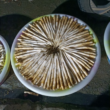 象牙菜
