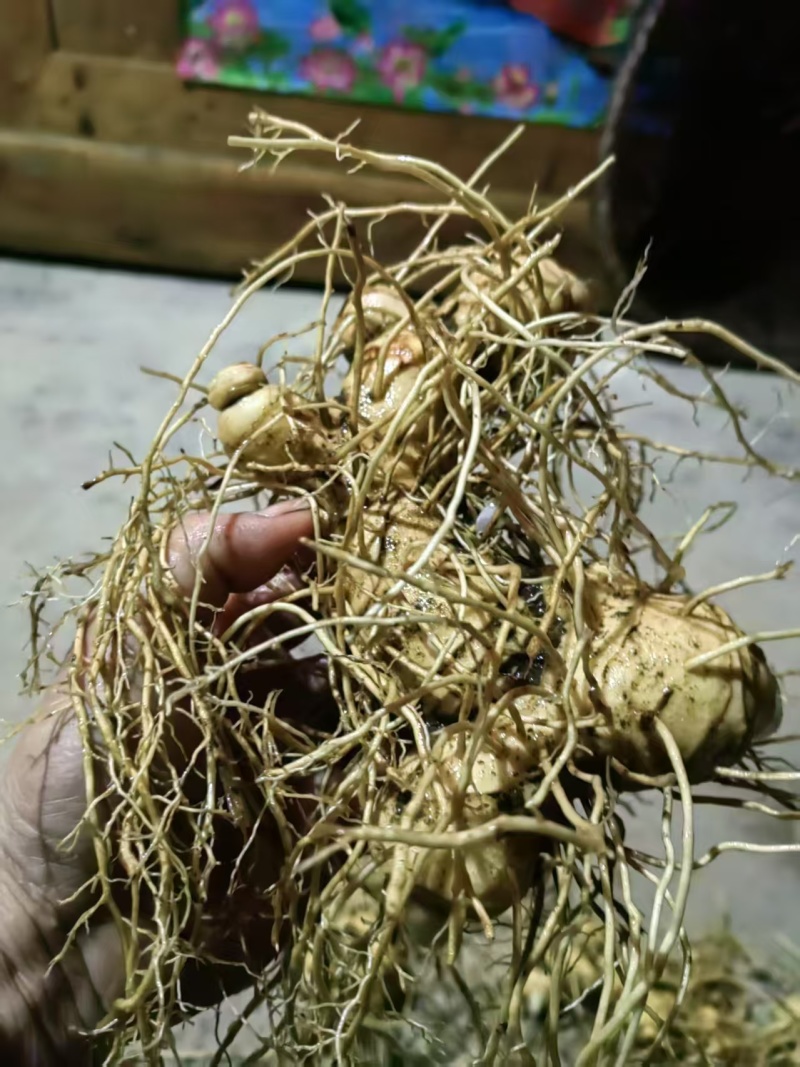 安化多花黄精，鲜黄精，黄精