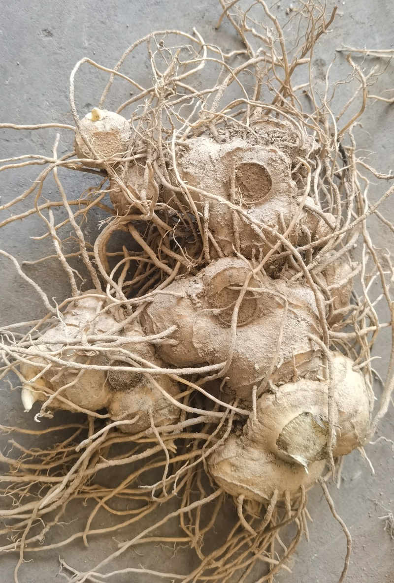 黄精生片，安化多花黄精片，煲汤片，黄精煲鸡片
