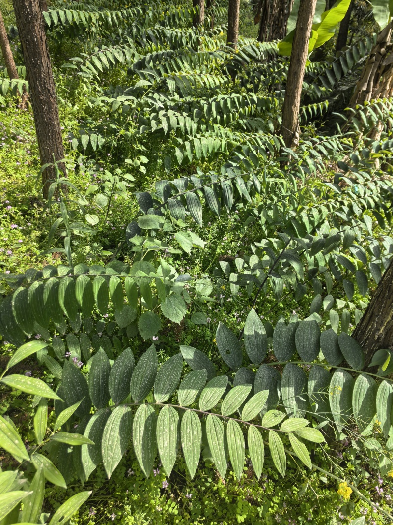 黄精生片，安化多花黄精片，煲汤片，黄精煲鸡片