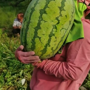 西瓜