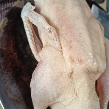 冷冻130天青头鸭，优惠处理，***********
