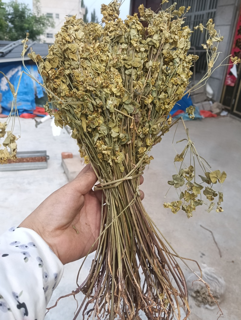 正宗细叶猫眼草。非泽漆。纯野生的。整棵，