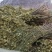 正宗细叶猫眼草。非泽漆。纯野生的。整棵，