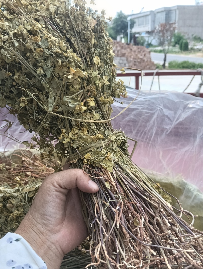 正宗细叶猫眼草。非泽漆。纯野生的。整棵，