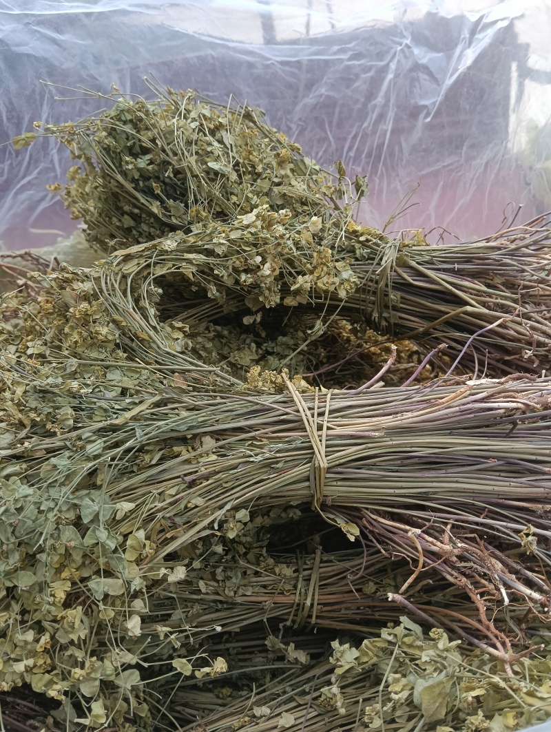正宗细叶猫眼草。非泽漆。纯野生的。整棵，
