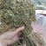 正宗细叶猫眼草。非泽漆。纯野生的。整棵，