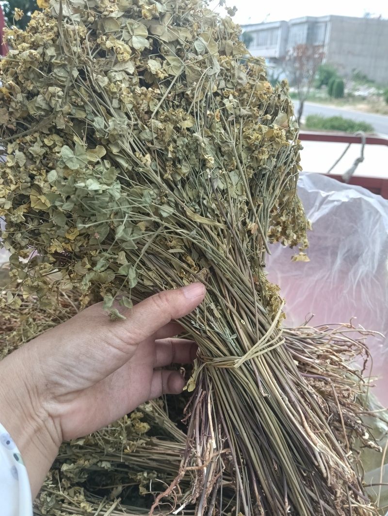 正宗细叶猫眼草。非泽漆。纯野生的。整棵，