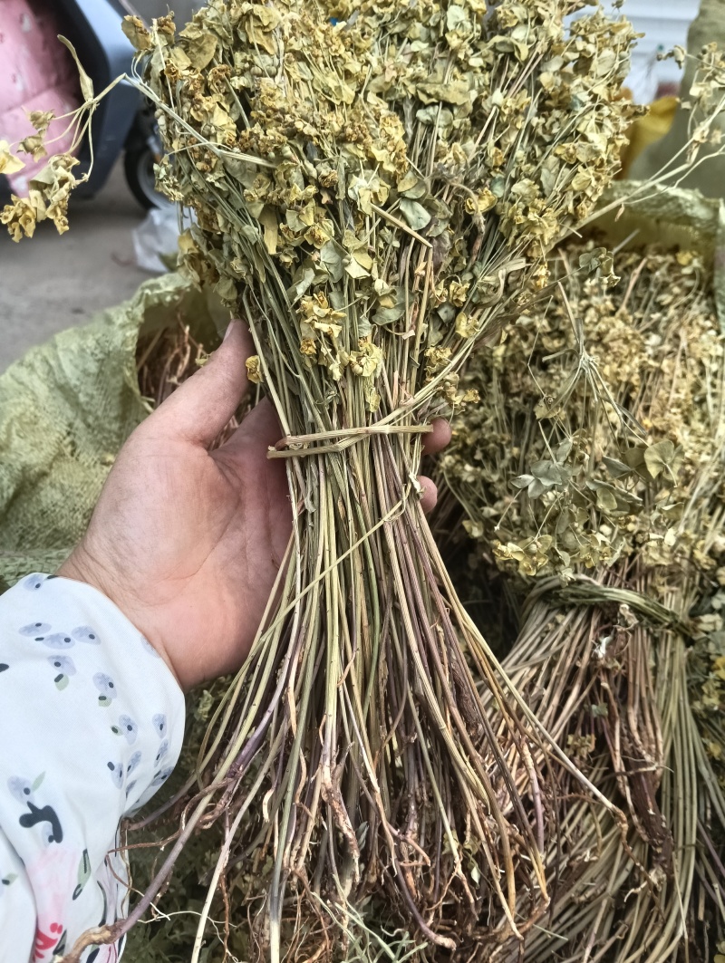 正宗细叶猫眼草。非泽漆。纯野生的。整棵，