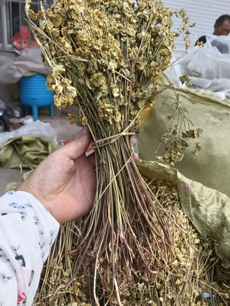 正宗细叶猫眼草。非泽漆。纯野生的。整棵，