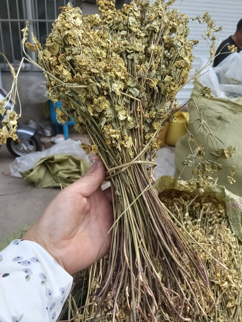 正宗细叶猫眼草。非泽漆。纯野生的。整棵，