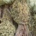正宗细叶猫眼草。非泽漆。纯野生的。整棵，
