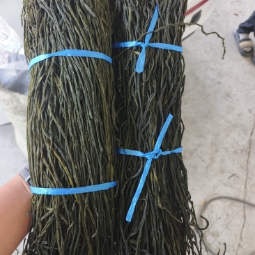 干豆角常年有货源头厂家精品货源