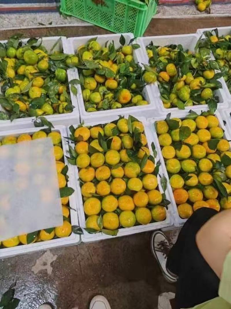 云南精品特早蜜橘大量上市品质保证量大从优一手货源