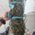 干豆角常年有货源头厂家精品货源