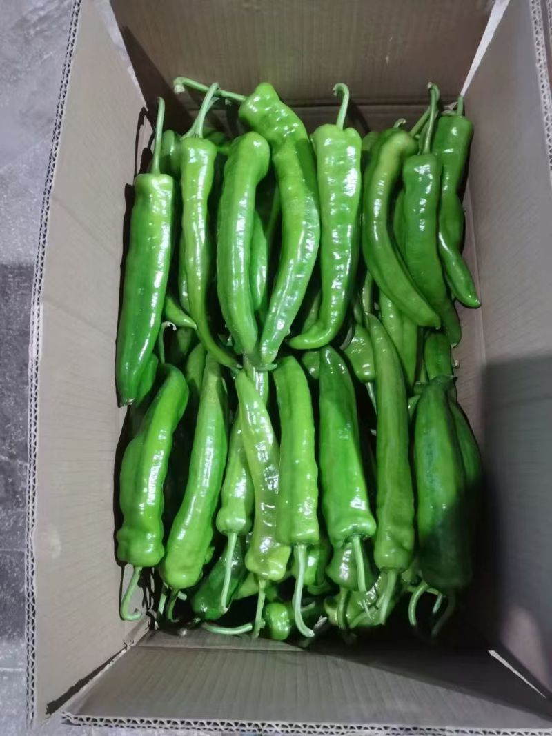 湖北牛角椒产地一手货源量大价优欢迎随时联系
