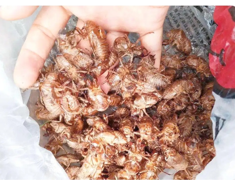 蝉蜕正品保障长期有货规格齐全优质农产