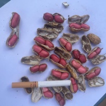 精品红米花生。