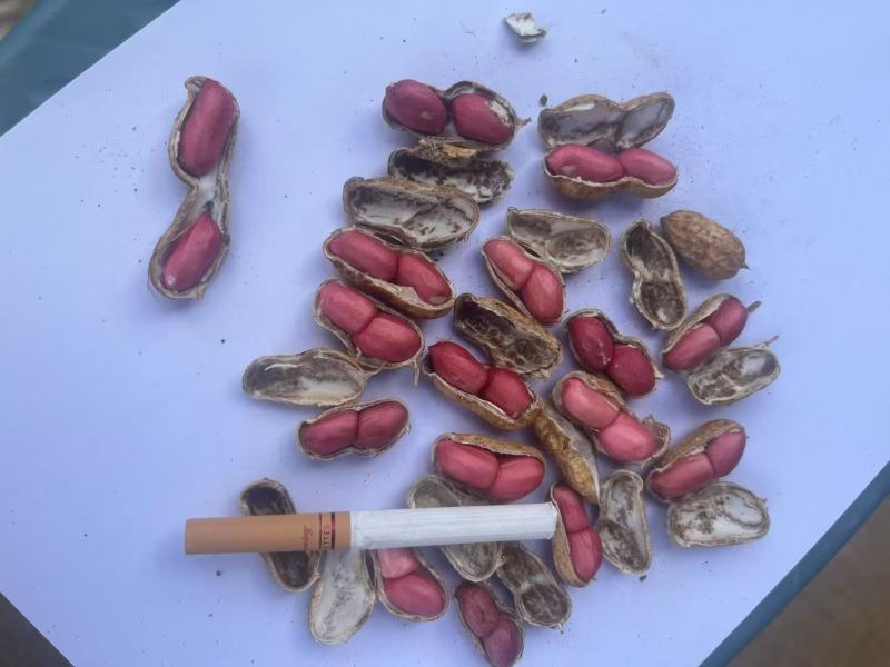 精品红米花生。